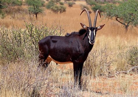 Sable antelope - Wikipedia