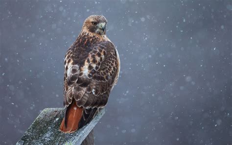 Red-tailed Hawk | Audubon Field Guide