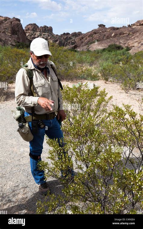 Guide explaining medicinal uses of the Creosote bush Larrea tridentata ...