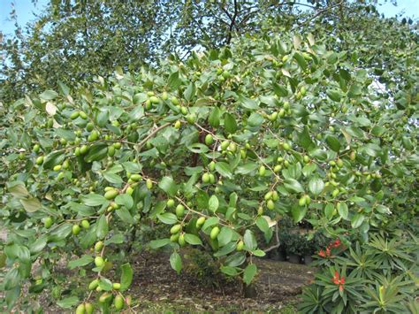 Zizyphus jujuba (Jujube Tree) - Richard Lyons Nursery, Inc.