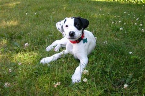 The Boxerdoodle is a cross between a purebred Boxer and Poodle. Rottweiler Mix Puppies, Boxer ...