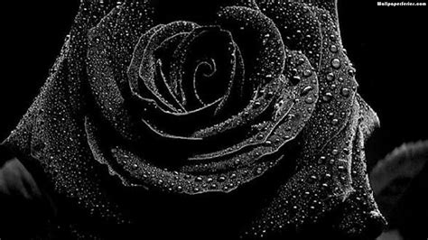 Black Rose Wallpapers - Top Free Black Rose Backgrounds - WallpaperAccess