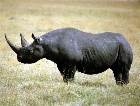 Black Rhinoceros | Wild Life World