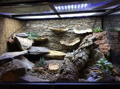 Pin by Juan Carlos Gonzalez on Leopard gecko | Leopard gecko, Gecko terrarium, Leopard gecko diy