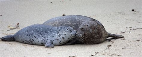 Harbor Seal Pupping in Sausalito, California - Sea Trek Kayak & SUP