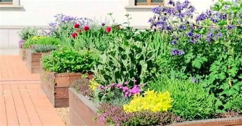 How To Start A Flower Garden For Beginners! A Step-By-Step Guide