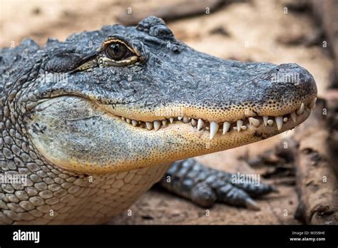 Alligator teeth close up hi-res stock photography and images - Alamy