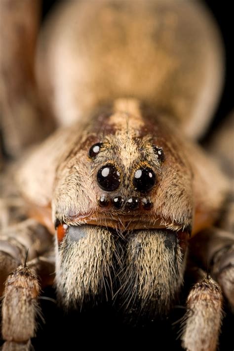 Tarantula Eating