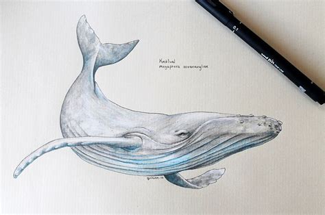 humpback whale scientific drawing | Whale drawing, Whale tattoos, Whale art