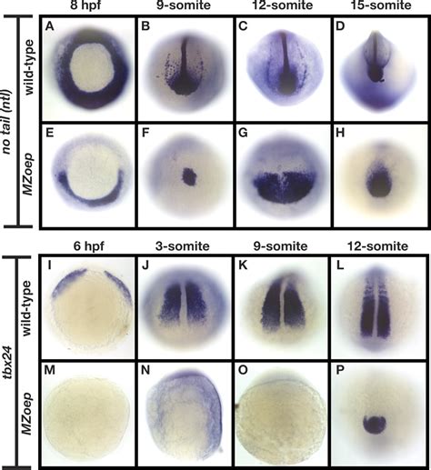 The regulation of mesodermal progenitor cell commitment to somitogenesis subdivides the ...