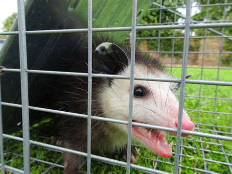 Tips to Keep Opossums Out of Garden – Humane Wildlife Removal