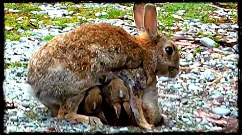 How Do Wild Rabbits Care For Their Young at Kelly Bowley blog