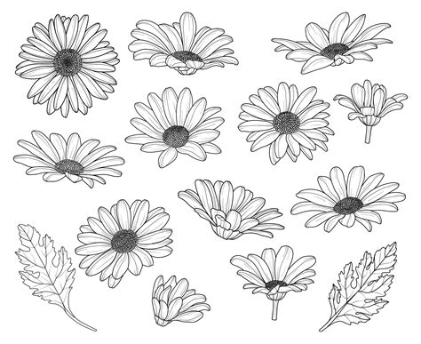 Drawing Daisies Flowers - Beautiful Insanity