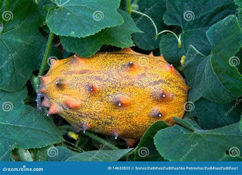 Horned Melon Fruit stock image. Image of healthy, produce - 14632833