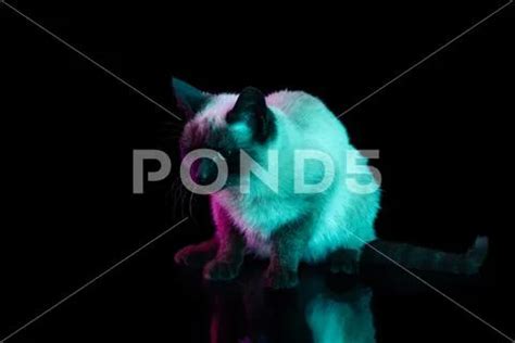 Full-length portrait of beautiful Thai cat with blue eyes posing isolated on Stock Photo #174747795