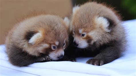 New York zoo reveals twin red panda cubs