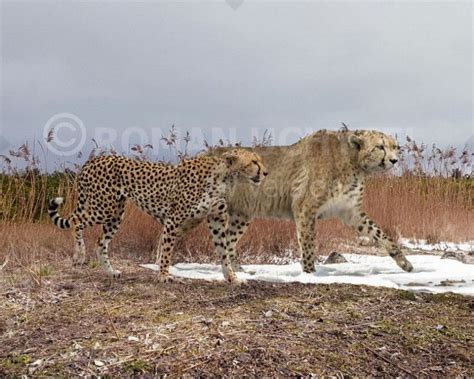 Acinonyx pardinensis and Acinonyx jubatus (size comparison) | Megafauna, Prehistoric animals ...