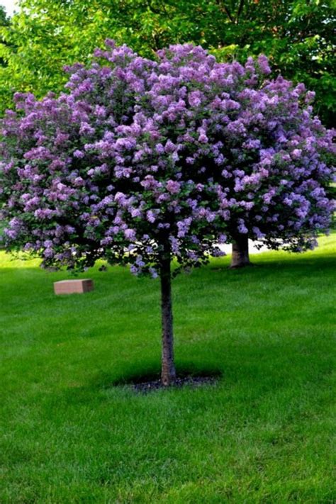 The most beautiful trees for a truly spectacular yard and garden | My desired home | Lilac tree ...