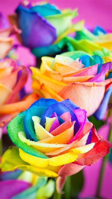 Rainbow Roses Wallpapers - Top Free Rainbow Roses Backgrounds ...