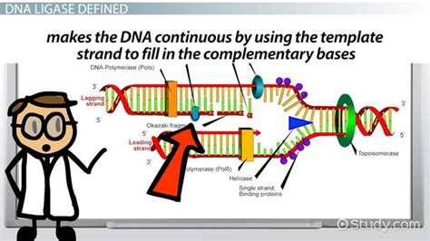 The Function Of Dna Ligase In Recombinant Technology Is To - technology