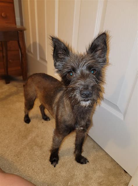 Dog for Adoption - Kiseki, a Yorkie-Cairn Terrier mix, a Yorkshire Terrier Yorkie in Snohomish ...