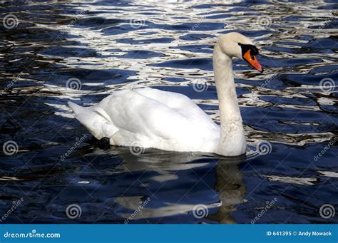 White swan on lake water stock image. Image of water, blue - 641395