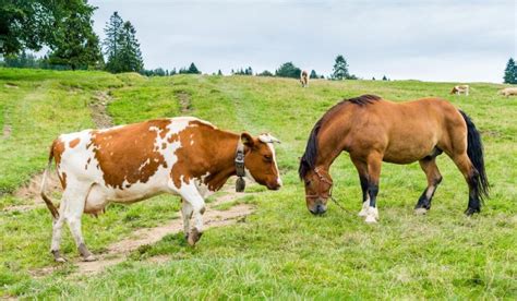 Cow vs. Horse - Helpful Horse Hints