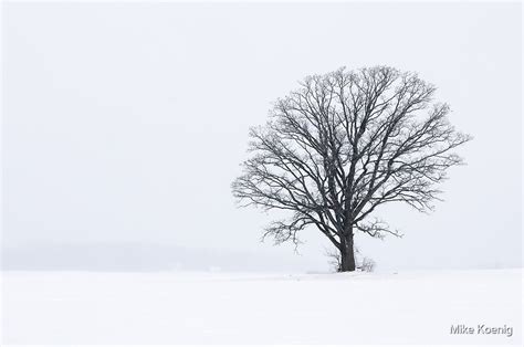 "Snowy Tree Silhouette Landscape" by Mike Koenig | Redbubble