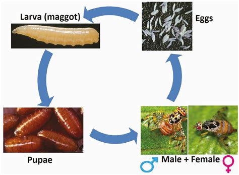 Fruit Fly Life Cycle Stages