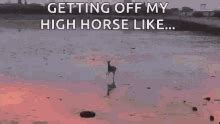 High Horse Meme GIFs | Tenor