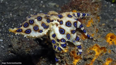 Blue Ringed Octopus Eating A Crab