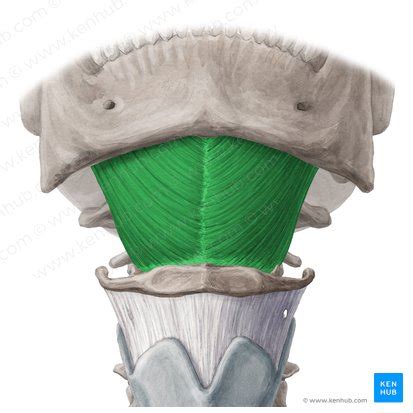 Mylohyoid: Origin, insertion, innervation and action | Kenhub