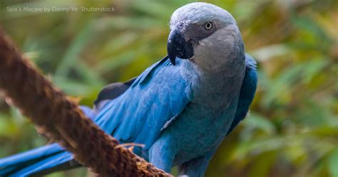 Spix's Macaw - American Bird Conservancy