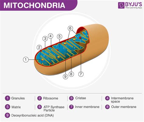 Diagram Of Mitochondria With Labelling A Labelled Diagram Of