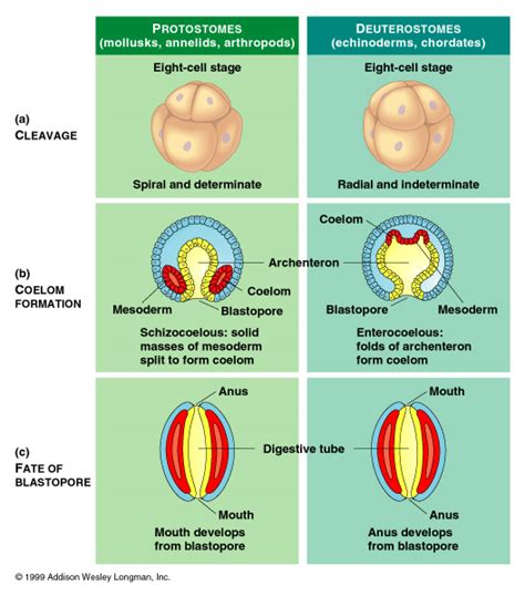 Protostomes versus Deuterostomes