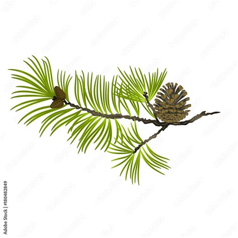 Pine Tree Branch Drawing