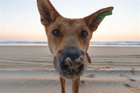 Dingo-Proof Fence Guide for Fraser Island - Fraser-Tours.com