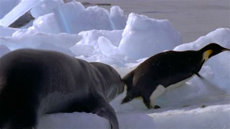 Leopard Seal Kills Emperor Penguin | Blue Planet | BBC Earth - YouTube