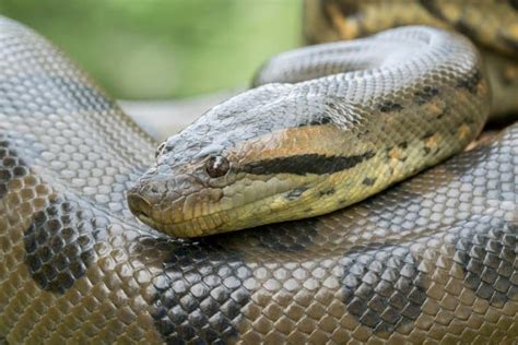 14 Green Anaconda Facts - Fact Animal