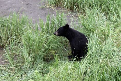 Big game hunting Alaska - Other Hunting Gathering - Spearfishing World forum