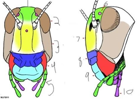 insect head anatomy Flashcards | Quizlet