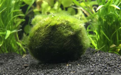 Marimo Moss Ball - Care, Growth, Propagation, Light - AquariumNexus