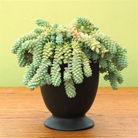 Best Indoor Succulents for Beginners