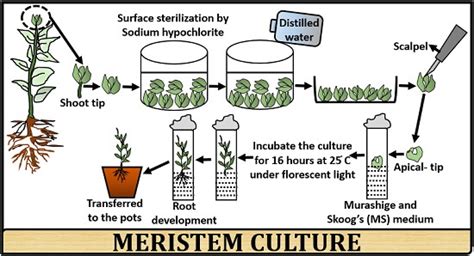 What is Meristem Culture? Definition, Process & Applications - Biology Reader