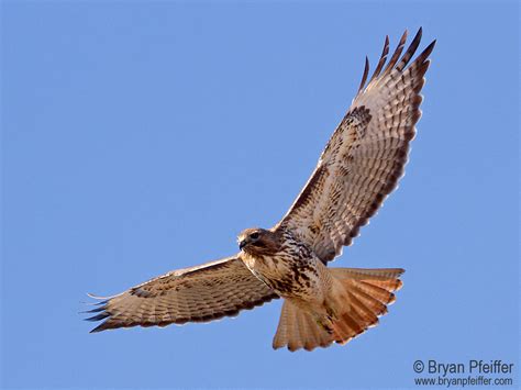 Hawk Migration - Burlington Parks, Recreation & Waterfront