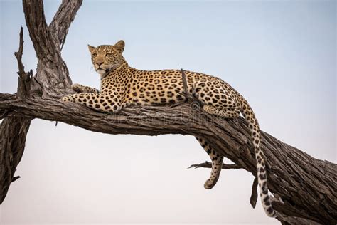 Leopard Sleeping on the Tree Stock Photo - Image of panthera, sleeping: 13665514