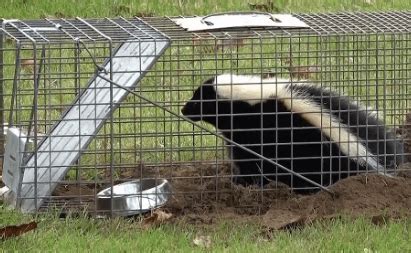 5 Best Skunk Traps in 2024: Safe & Effective Picks