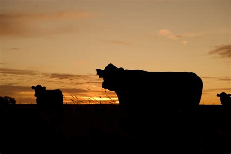 cattle grazing silhouettes farm ranch pasture cow 4k HD Wallpaper