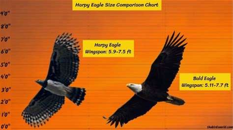 Harpy Eagle Size Explain: Compared With Human & Other Eagle