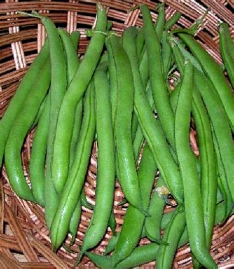 50 Seeds Bush Harvester Beans Vegetable Seeds - Etsy